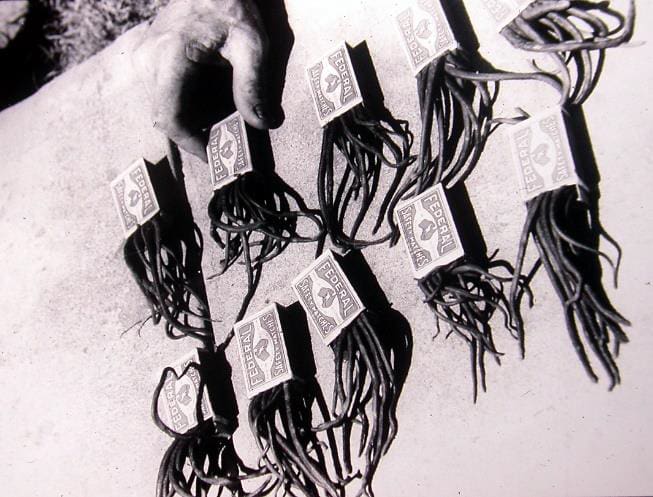 Rat tails