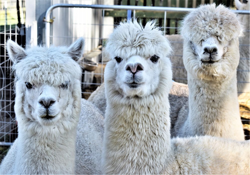 Alpacas