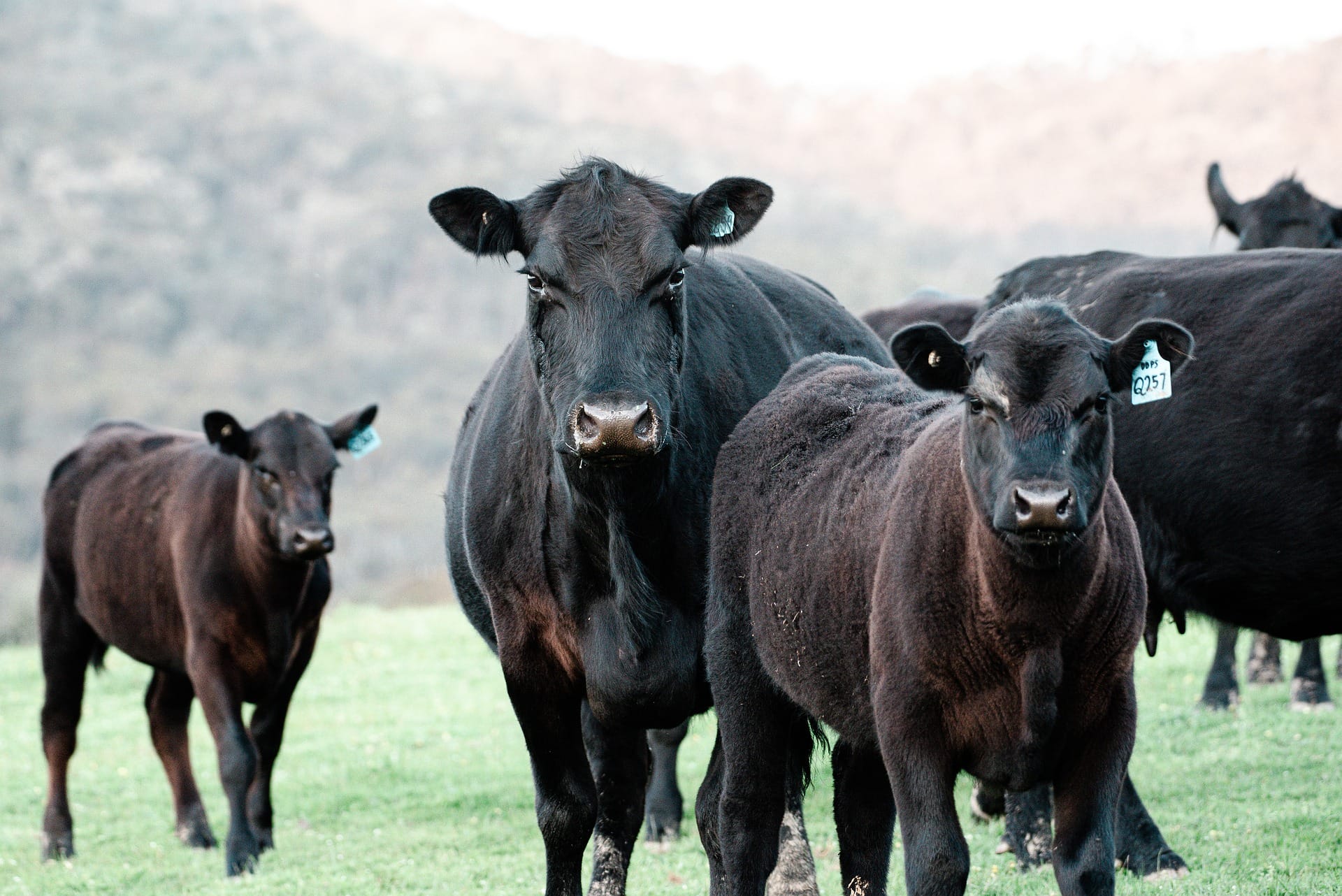 Black angus
