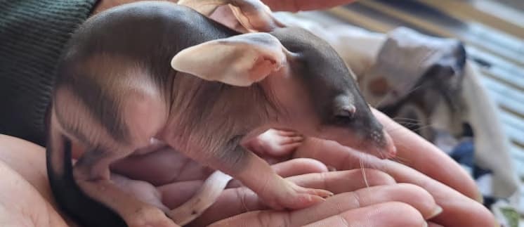Bilby