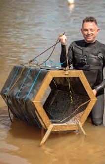 Cod spawning
