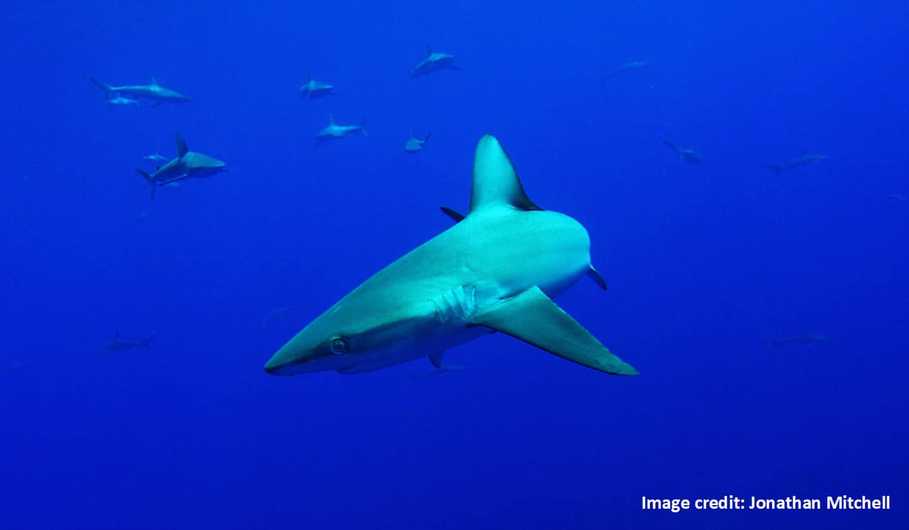 Galapagos shark