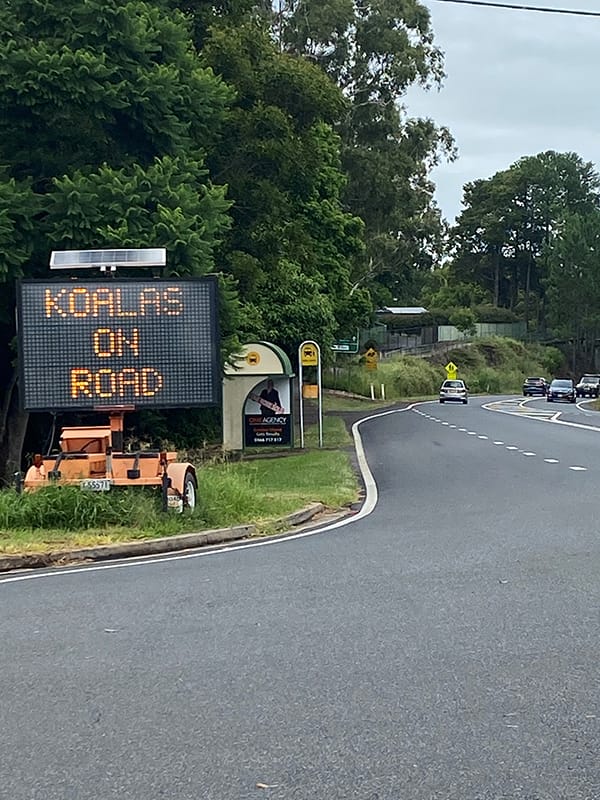 Koalas on road sign