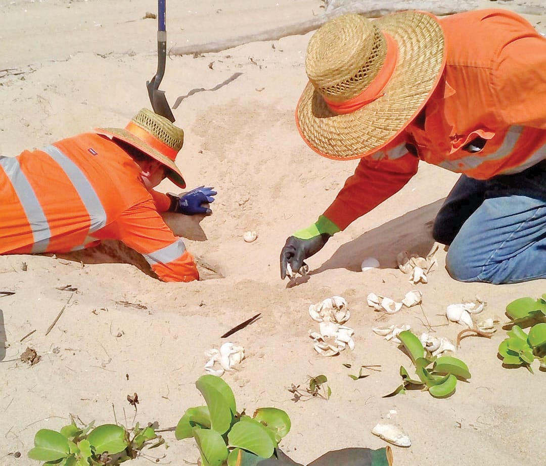 Turtle monitoring