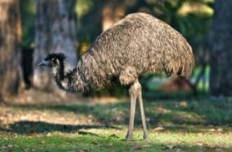 Emu