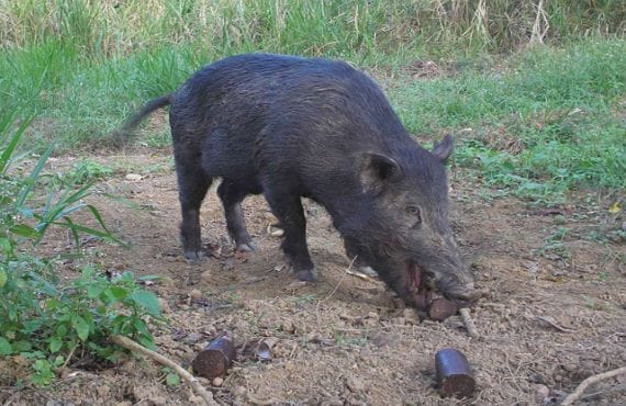 Feral pig