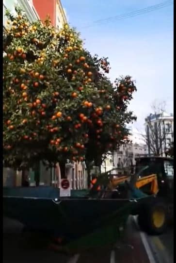Harvesting oranges in a Spanish town
