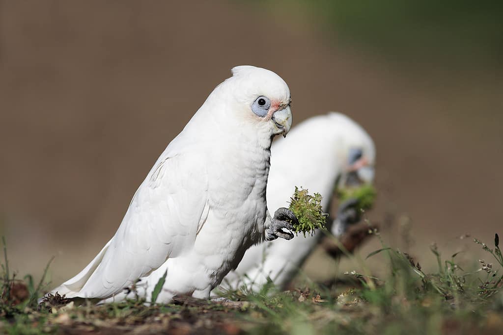 corellas
