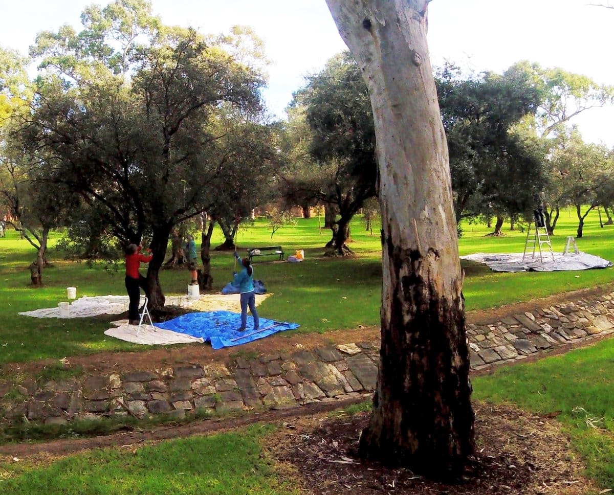 Picking olives in Adelaide park