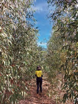 biomass crop