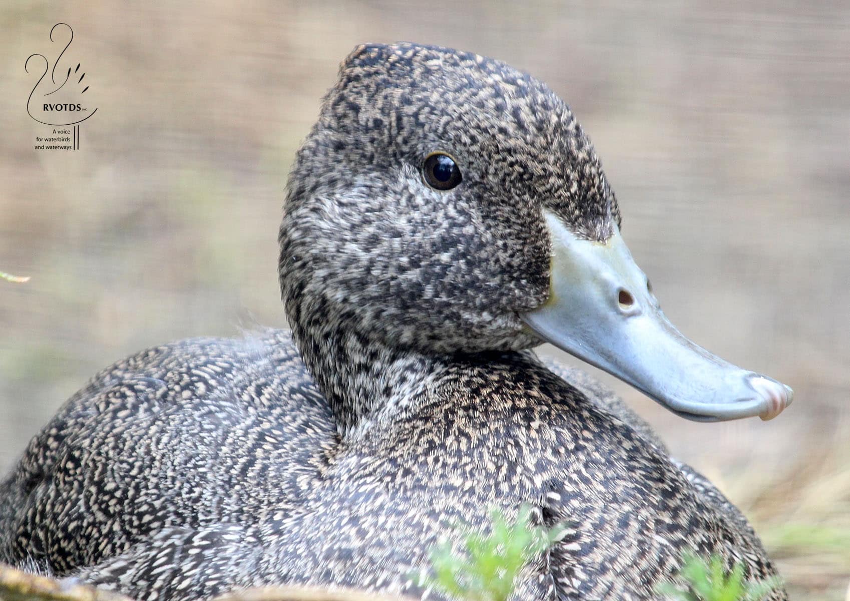 Freckled duck