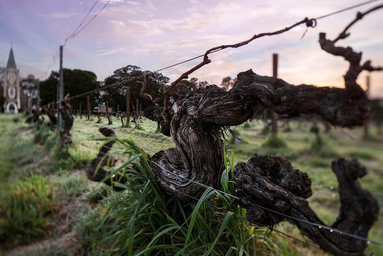 Henschke Hill of Grace old vine