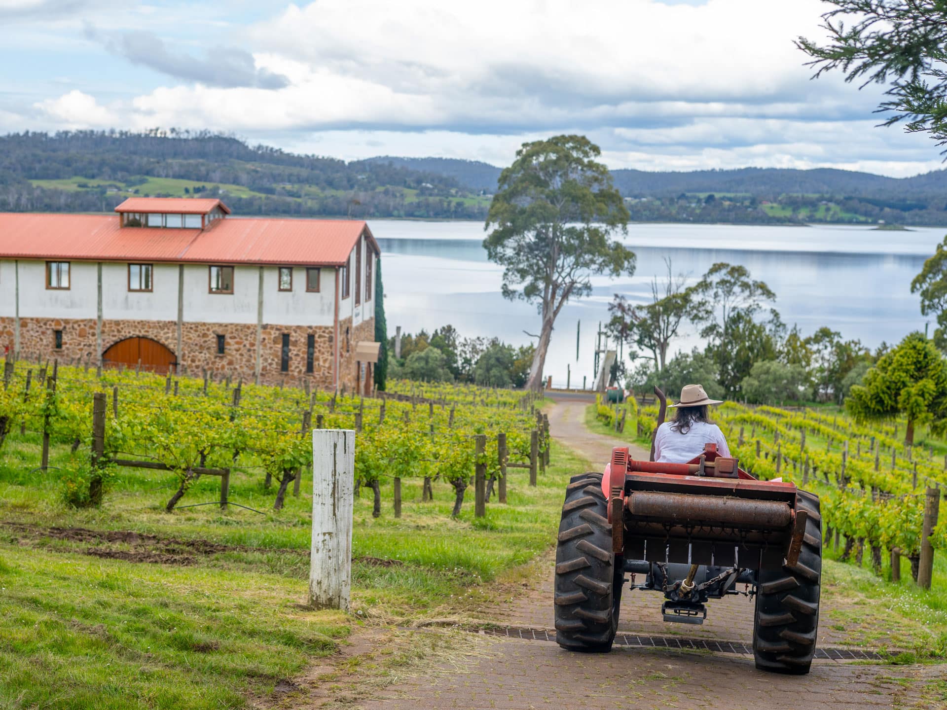 Marions vineyard