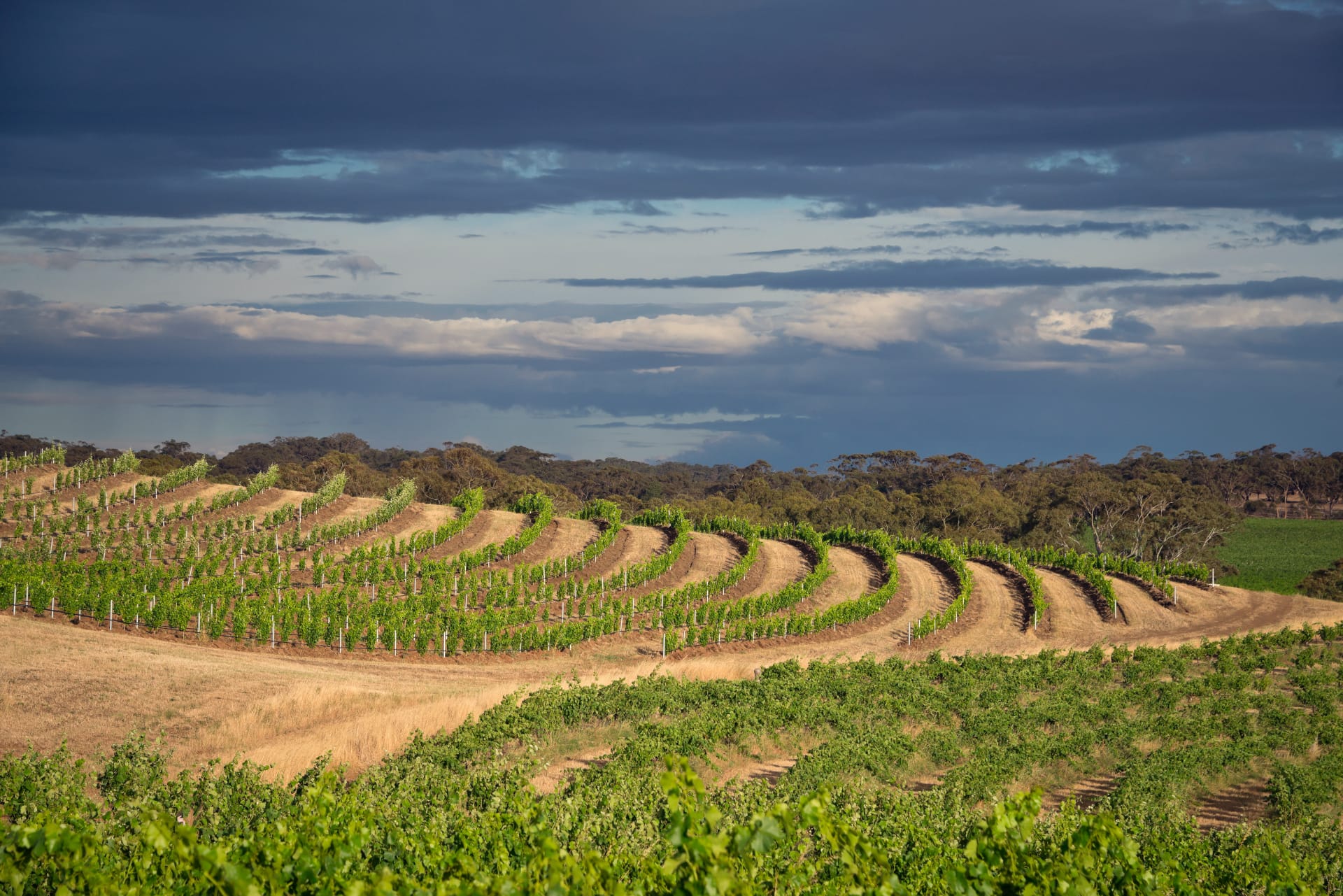 Young contoured vineyard