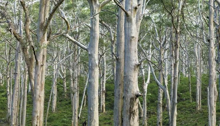 CRC forest