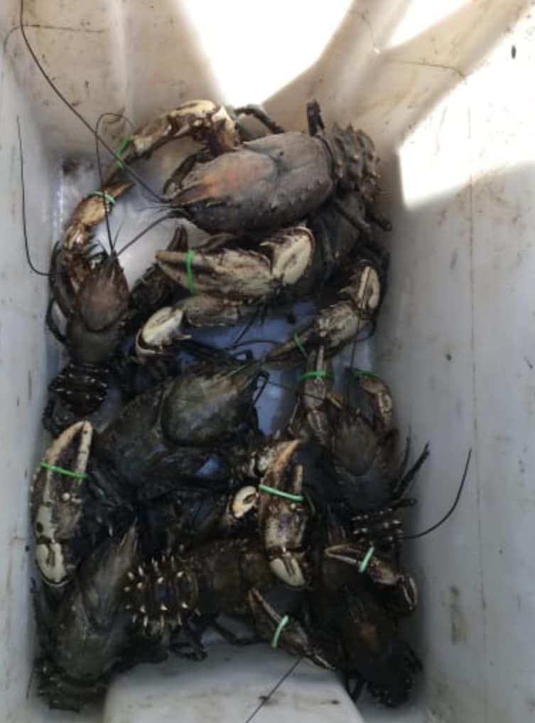 Blackened crayfish