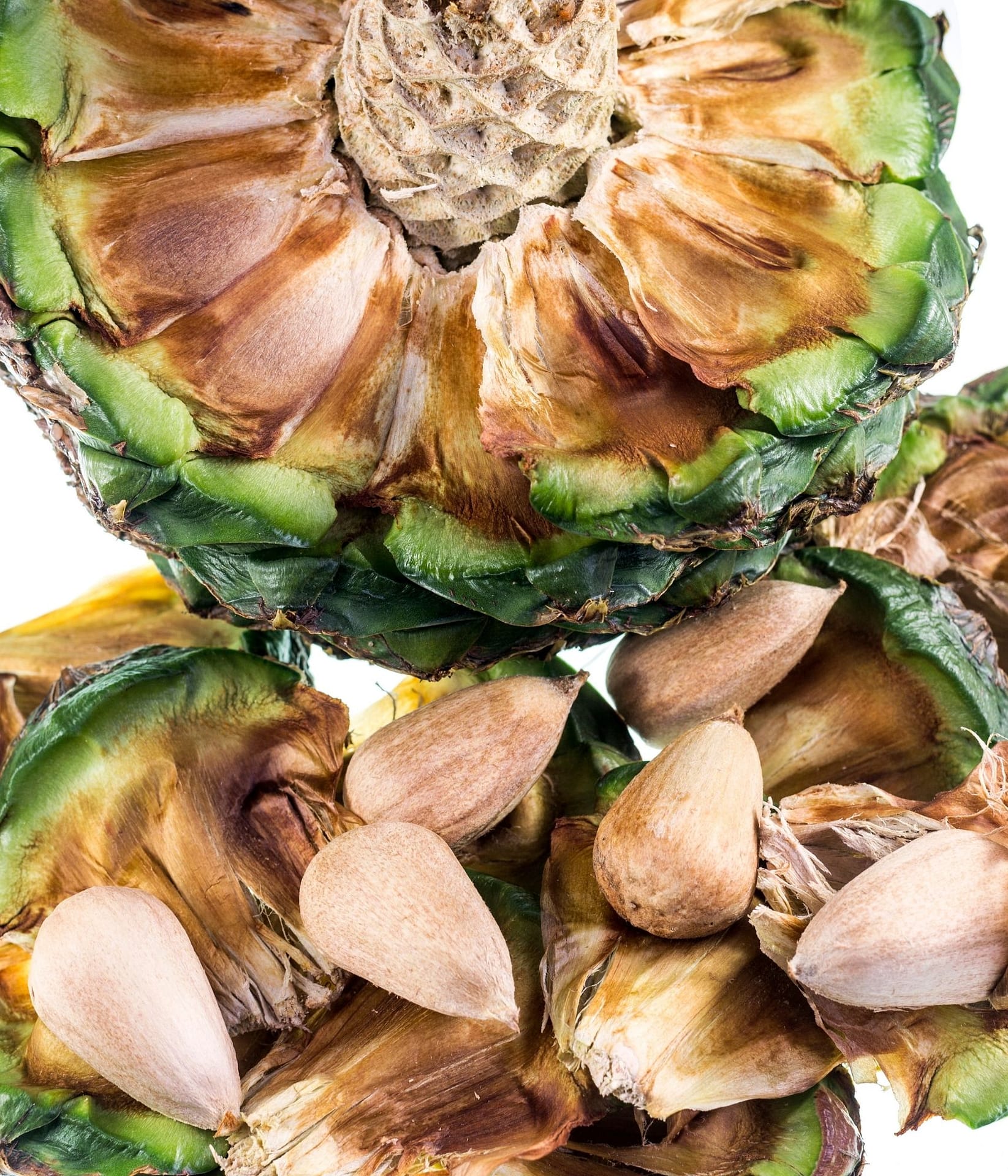 Bunya pine