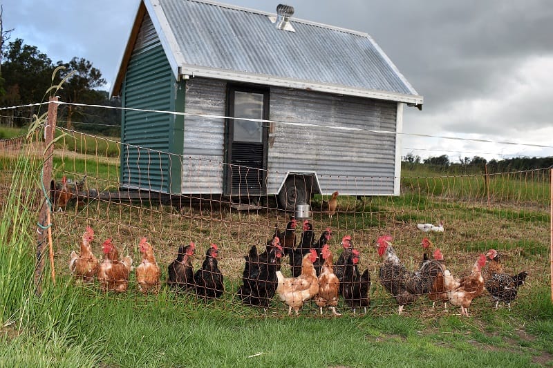 Nutshell Organic Farm
