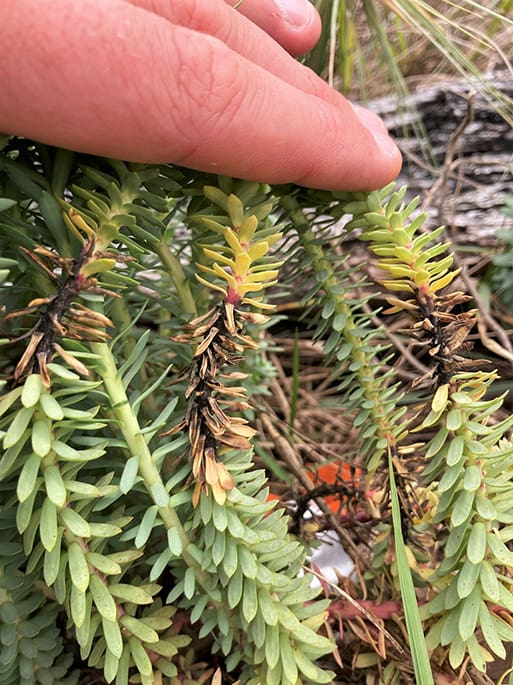 Infected sea spurge plant