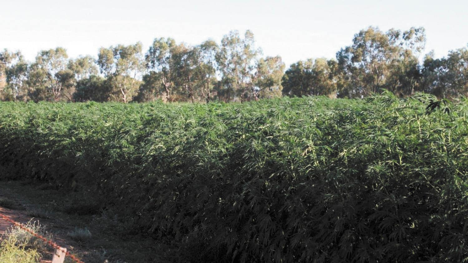 Hemp trials plot