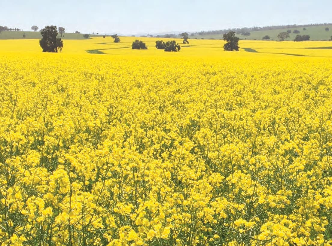 Canola crop