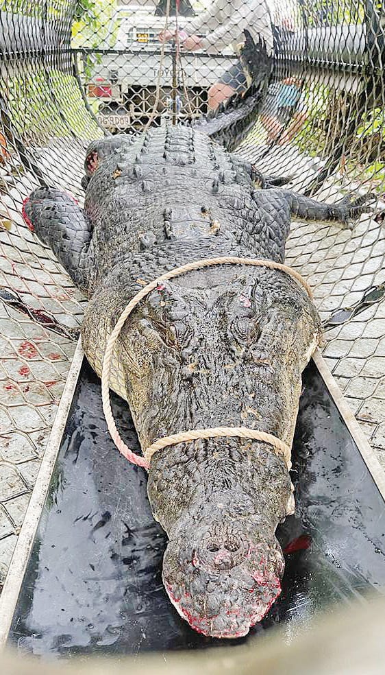 Crocodile