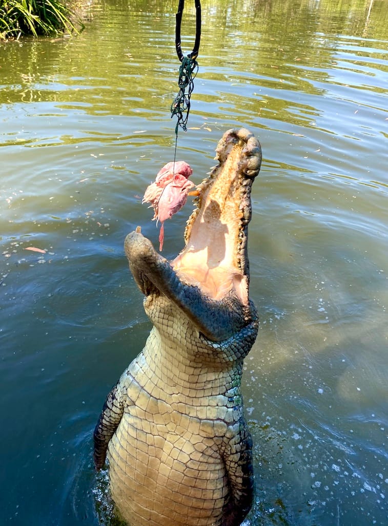 Crocodile