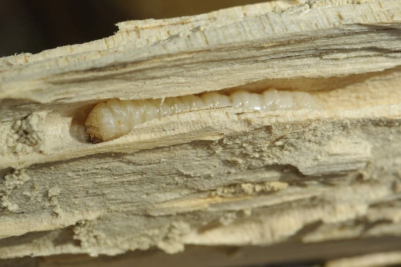European House borer larvae tunnel