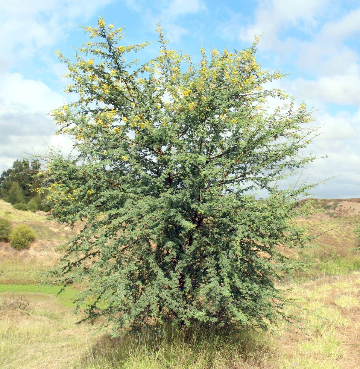 Prickly Acacia