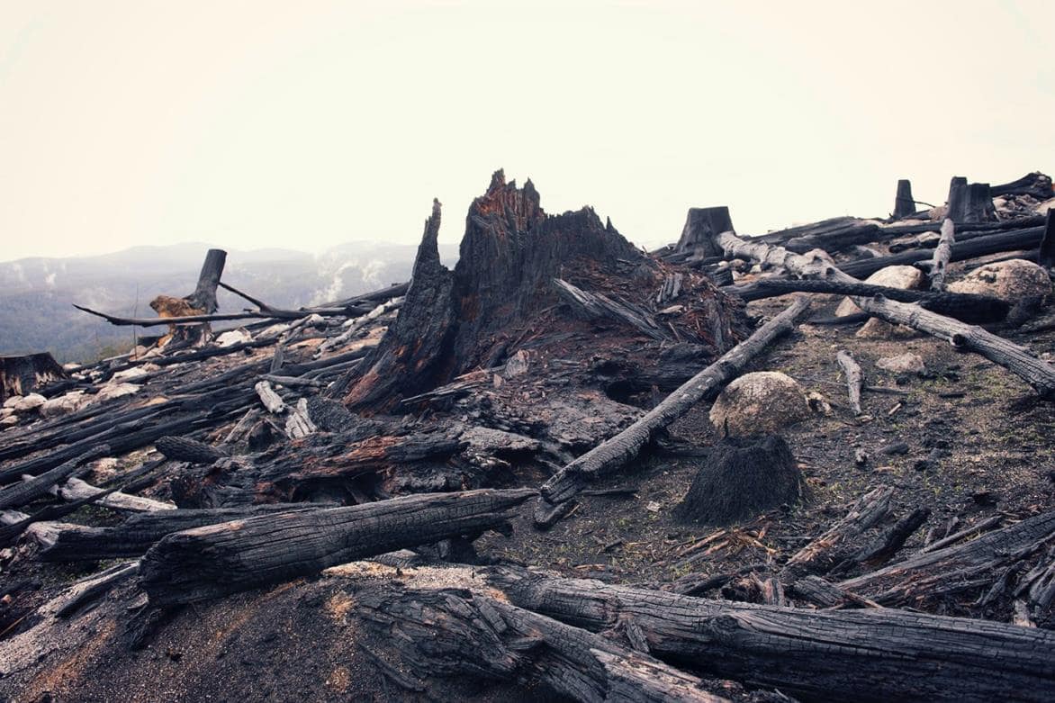 Rubicon logged forest