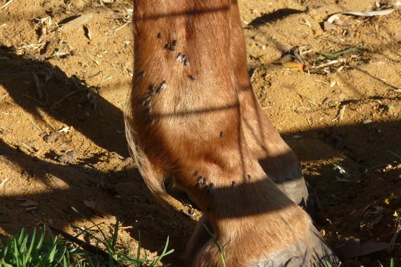 Stable fly