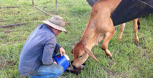 Tending cow