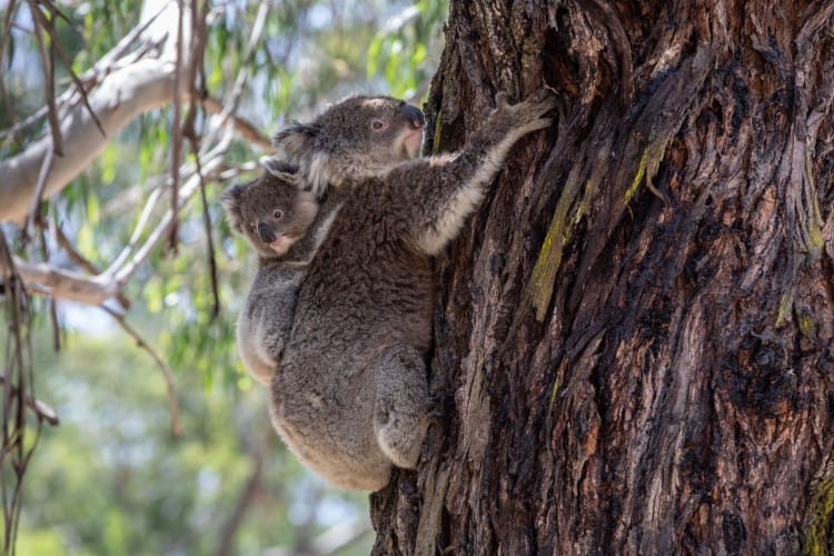 Koala