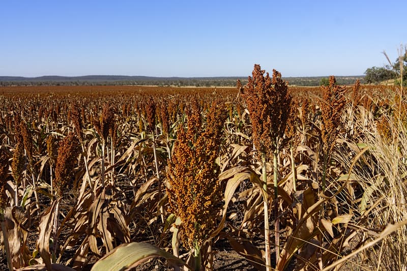 Sorghum at Clermont