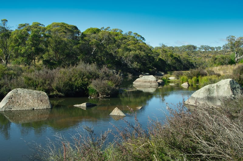 'Bidgee