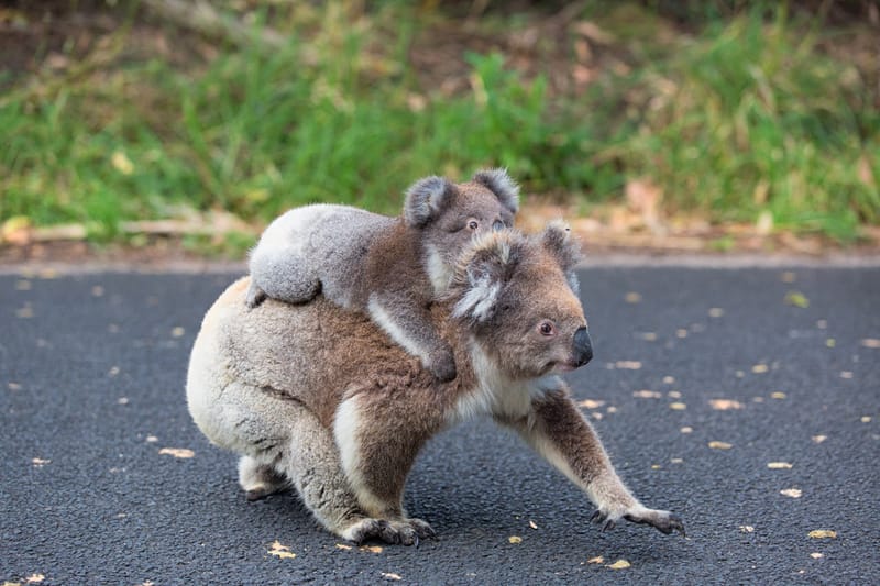 Koala crossing road