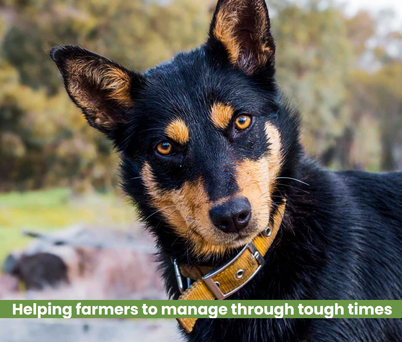 iFarmWell image