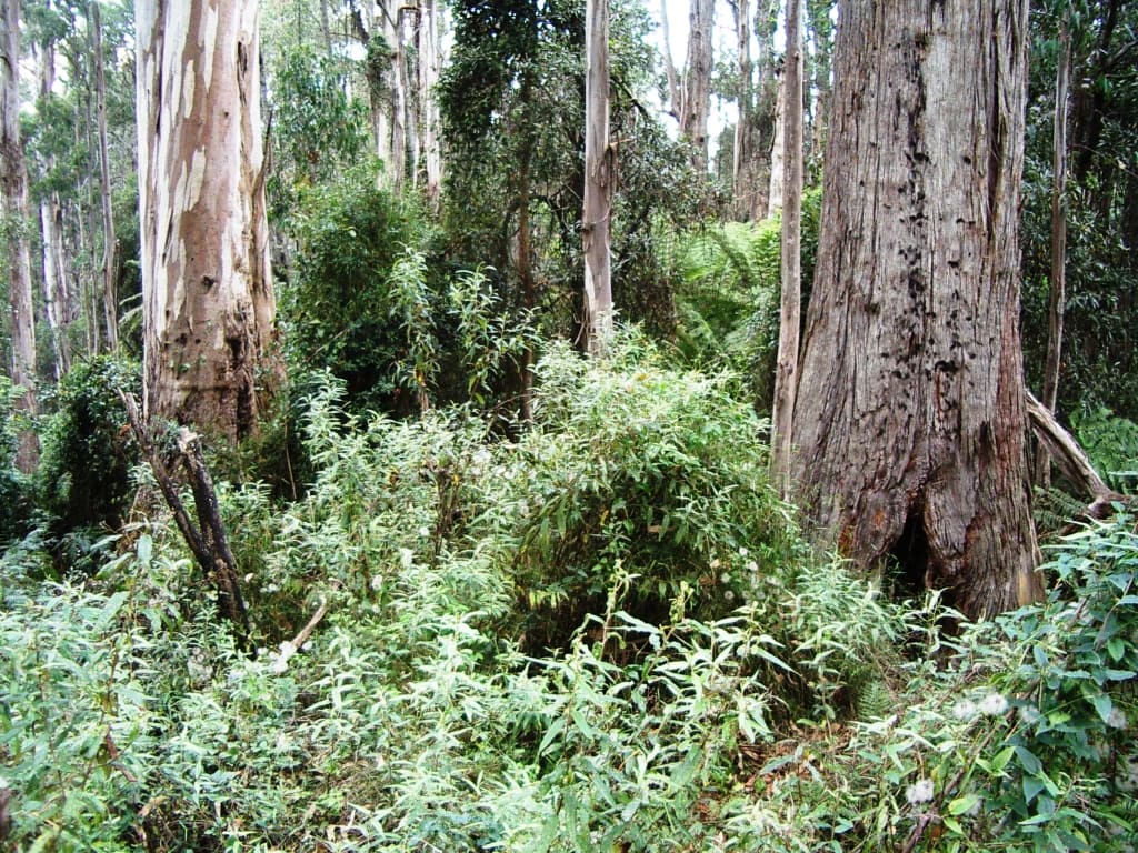 Old forest