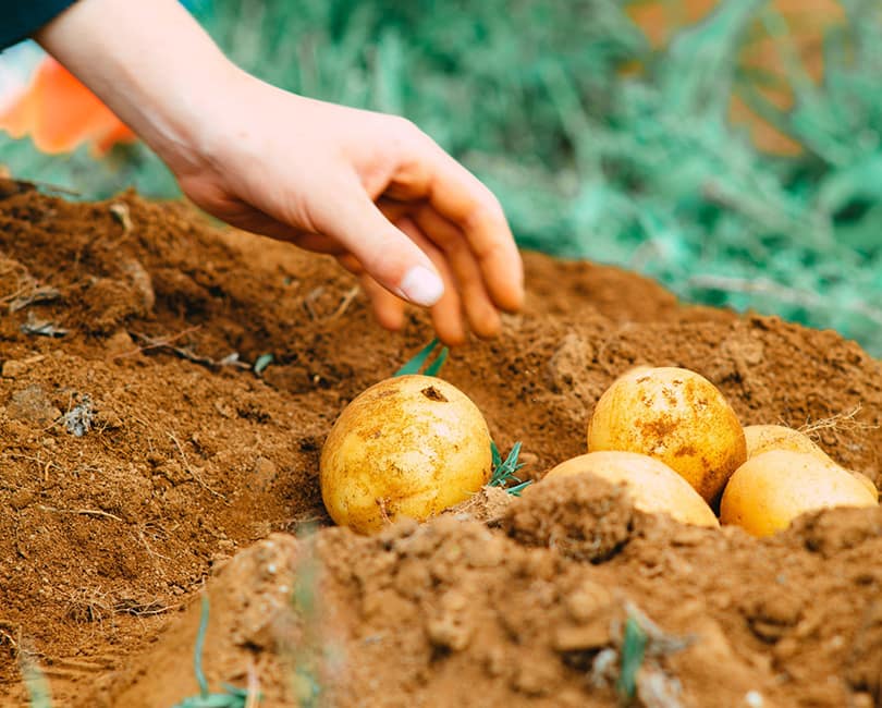 Potatoes
