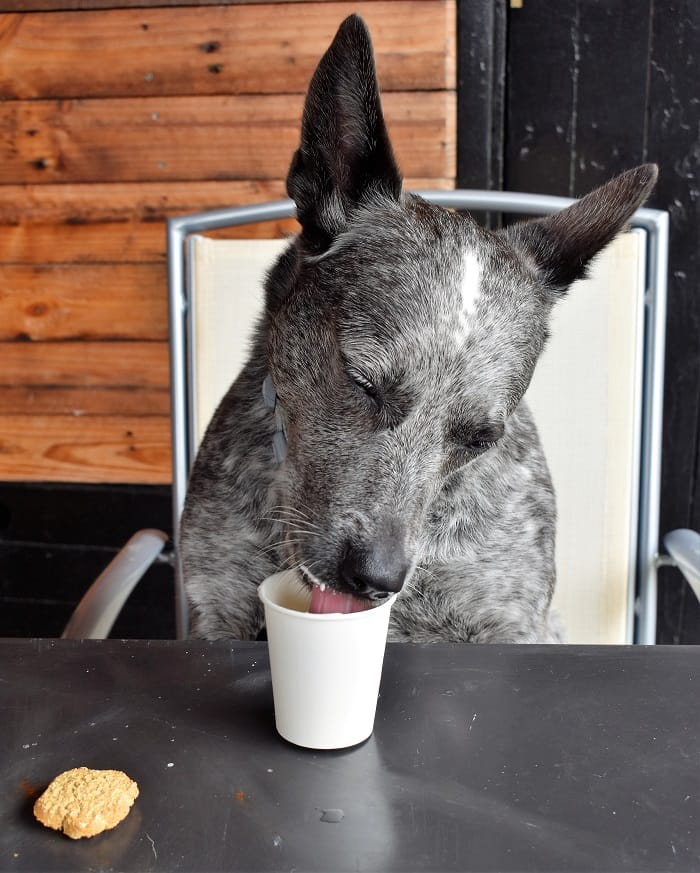 Pub pup