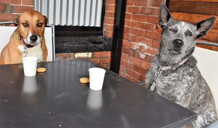 Pub pups