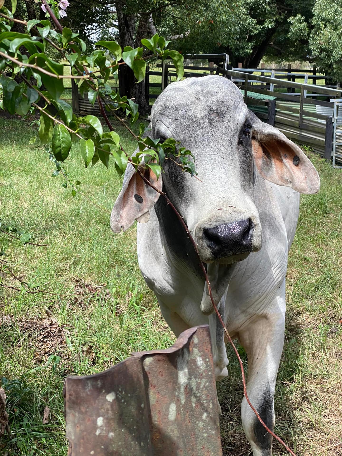 Brahman found by Mark Paisley