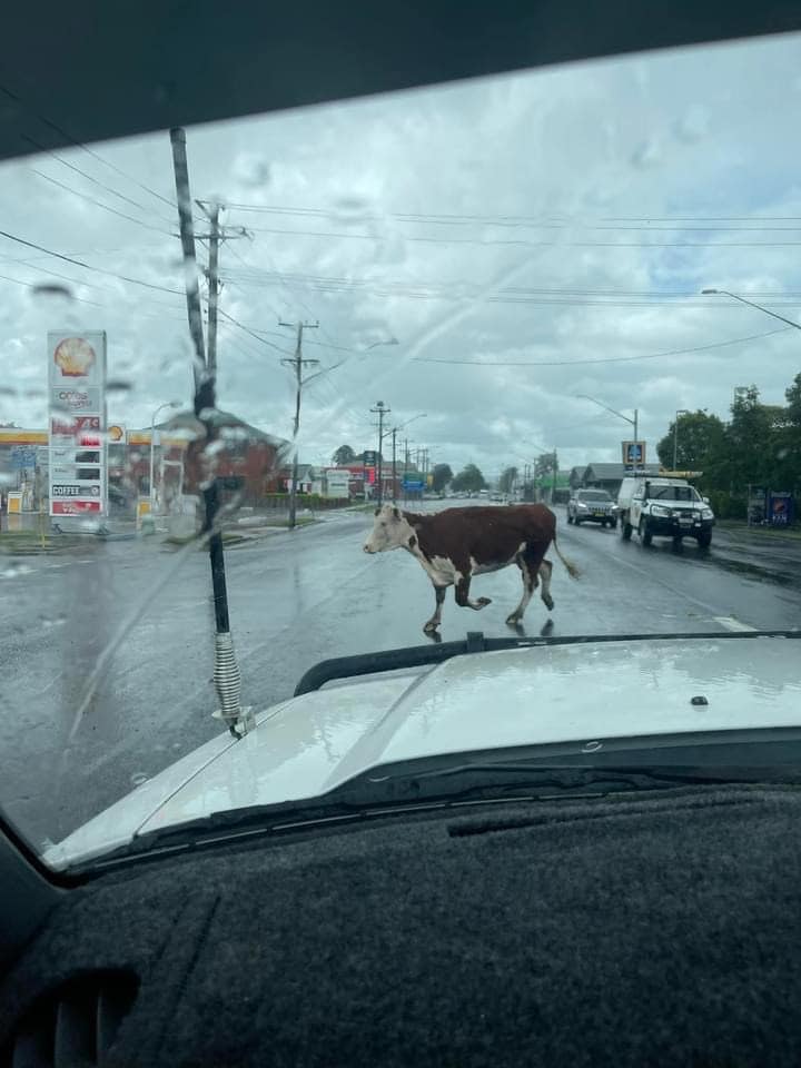 Lost cow, Holly Sheaffe