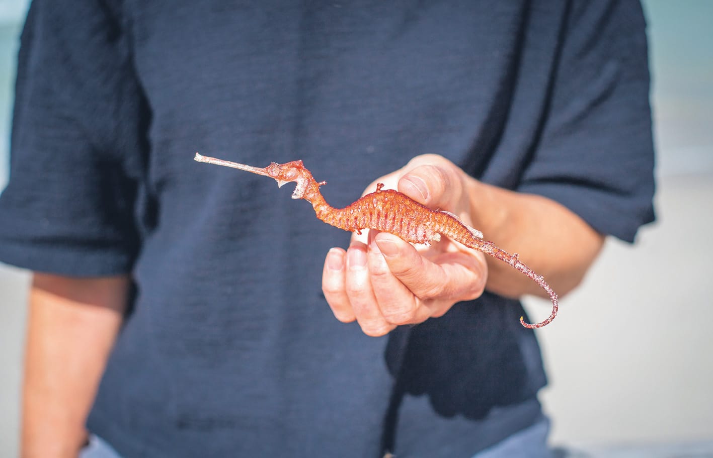 Ruby seadragon