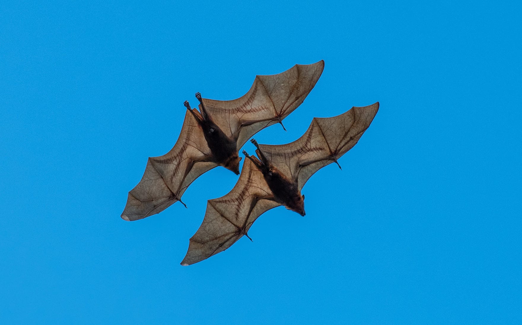 Bats