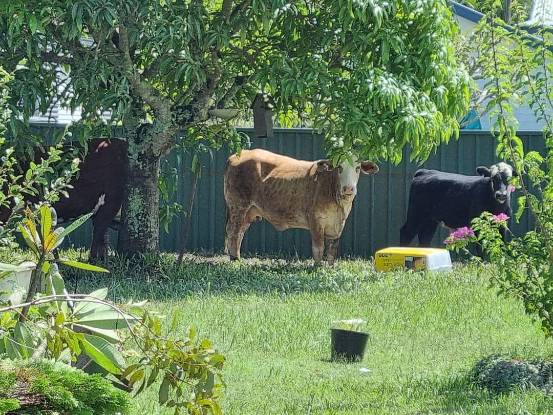 Cows in backyear by Narelle Oomen