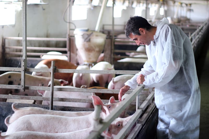 Vet inspecting pigs