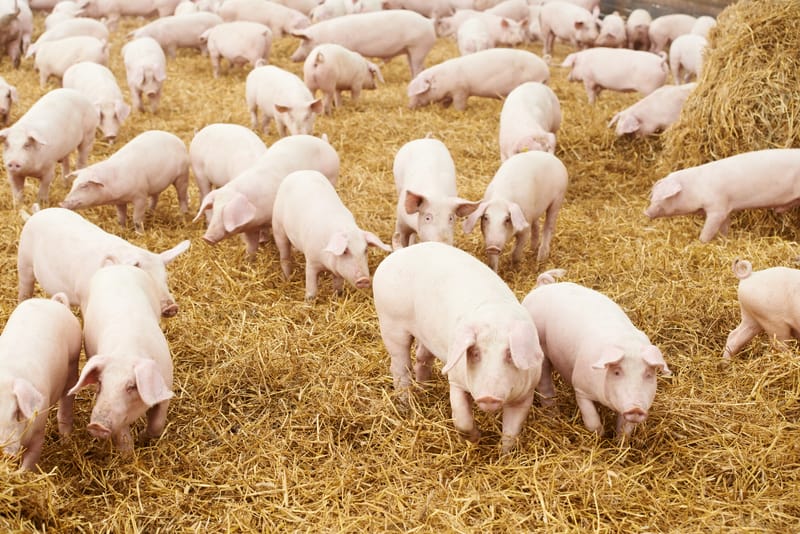 piglets