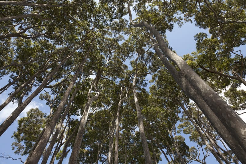 Forest