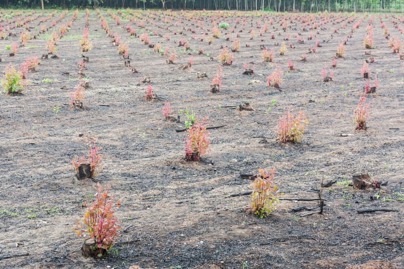 Tree planting